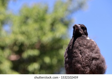 Australian Magpie with Boobs