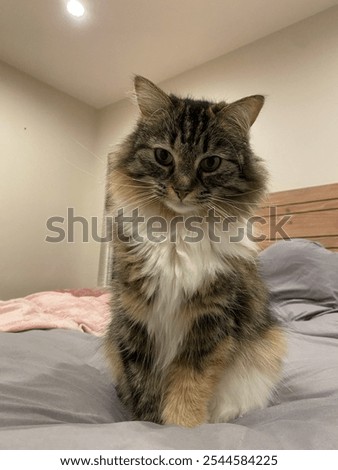 Fluffly Cat on a bed
