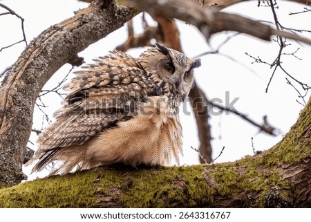 Fluffly eurasian eagle owl on a cold winter evening