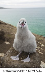 Fluffy Adorable Albatross Baby In The Nest At Falkland Islands.