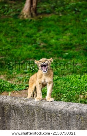 A fluffy adorable lion cub roaring in the Buffalo city's zoo , New York State
