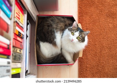 Fluffy Adult Domestic Cat Lying In The Red Shoe Box