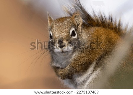 Similar – Image, Stock Photo close up of hungry gray squirrel