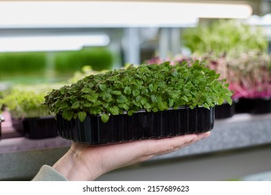 Fluffy armful of mint and lemon balm grew in black plastic container for use in food for home farm of microgreens. Ploughed mint rose abundantly in the substrate for growing microgreens in greenhouse - Shutterstock ID 2157689623