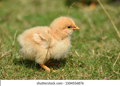 A Fluffy Baby Chicken Chick On Green Grass In The Spring