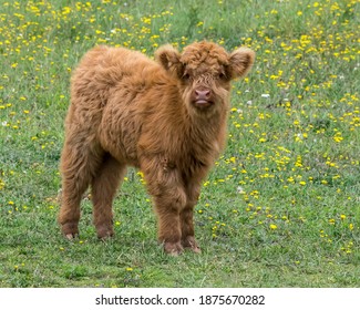 751 Highland Cow With Flower Images, Stock Photos & Vectors | Shutterstock