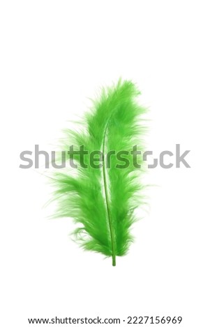 Fluffy beautiful green feather isolated on white