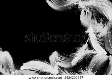 Fluffy bird feathers in air on black background, space for text