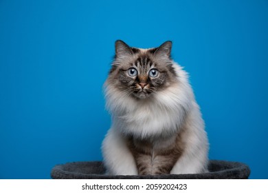 5,205 Birman cat Images, Stock Photos & Vectors | Shutterstock