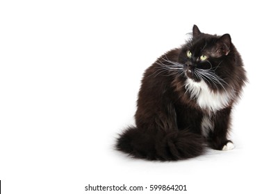 Fluffy Black Cat On White Background