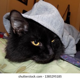 Fluffy Black Cat Wearing A Hoodie