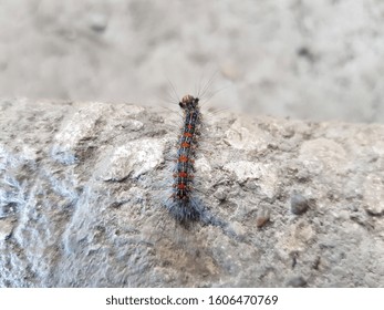 A Fluffy Black Caterpillar Of The Unpaired Silkworm Looks Down From The Step (top View)