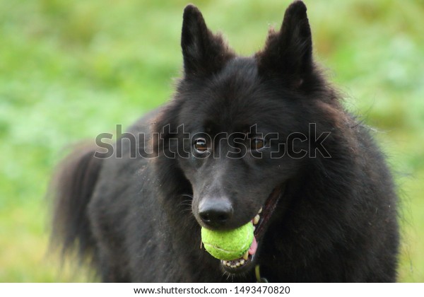 german shepherd tennis ball