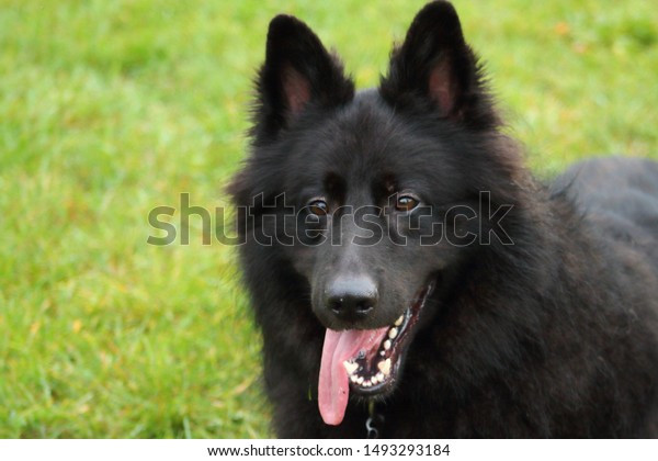 Fluffy Black German Shepherd Tongue Hanging Animals Wildlife