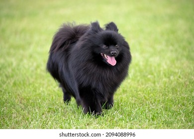 Fluffy, Black German Spitz Dog 