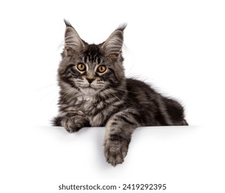 Fluffy black tabby Maine coon cat kitten, laying down facing front on edge. Looking towards camera with cute head tilt. Isolated on a white background - Powered by Shutterstock