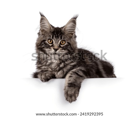 Fluffy black tabby Maine coon cat kitten, laying down facing front on edge. Looking towards camera with cute head tilt. Isolated on a white background