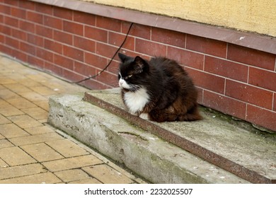 A fluffy black and white cat sits on dirty concrete steps. Disgruntled cat on a city street. - Powered by Shutterstock