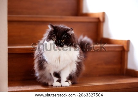 Similar – Image, Stock Photo Staircase with cat