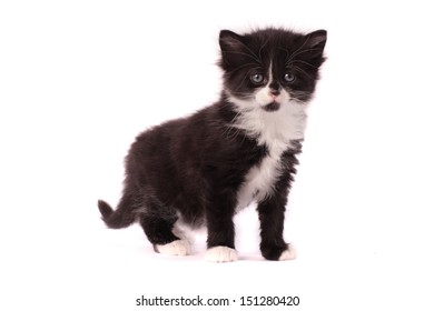 Adorable Brown White Fluffy British Longhair Stock Photo 1815234983 ...