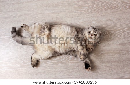 A fluffy blonde cat lies with its belly upwards on a light wooden floor. Scottish fold cat
