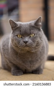 Fluffy British Shorthair Cat Poses Front Stock Photo 2160136883 ...