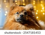 A fluffy brown dog with a blue eye stares at the camera. The dog