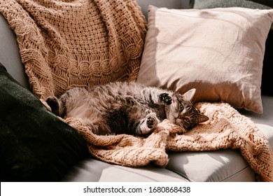 Fluffy brown grey cat on the yellow blanket on couch. Taking sun bath. Self isolation. Direct sunlight. Enjoy the sun. Knitted blanket. Bright color. Happy kitty enjoys life. Stay home. Spring time. - Powered by Shutterstock