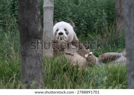 Fluffy Brown Panda, Qi Zai, Qinling Forest Park, China