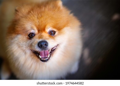 The Fluffy Brown Pomeranian Is Smiling Happily.