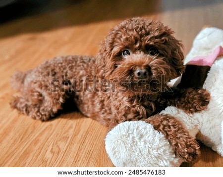 A fluffy brown toy poodle lies on a wooden floor, resting its paw on a large white stuffed toy with a pink ribbon. The poodle looks calm and content, making for a charming and serene scene.
