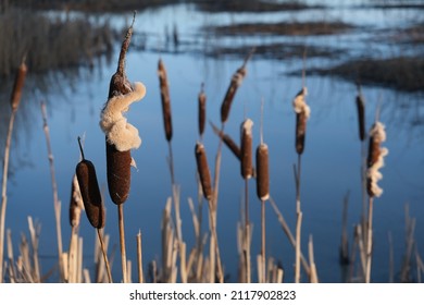 Bulrushes esponjosos que crecen