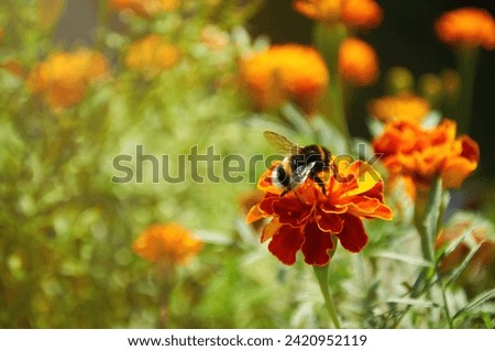 Fluffy bumble bee sitting on bright orange flower on flowerbed nature background. Close up of bumblebee insect in the outdoors