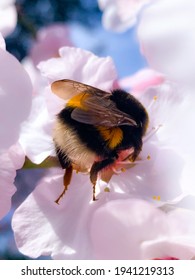 Fluffy Bumblebee On Pink Flower. Huge Bumble Bee  On Almond Bloom, Close Up.