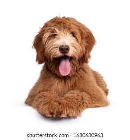 slump tag feminin Australian Cobber Dog Images, Stock Photos & Vectors | Shutterstock