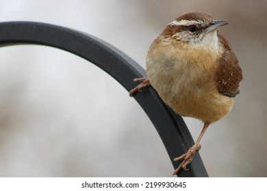 A Fluffy Carolina Wren That Is Perched On A Black Metal Bar In A Suburban Backyard.