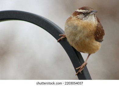 A Fluffy Carolina Wren That Is Perched On A Black Metal Bar In A Suburban Backyard.