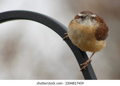 A Fluffy Carolina Wren That Is Perched On A Black Metal Bar In A Suburban Backyard.