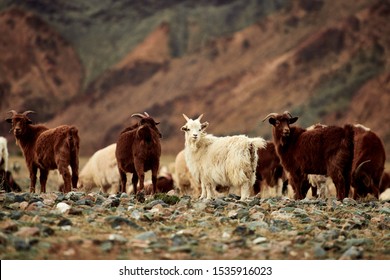 Fluffy cashmere goats on the pastures 
