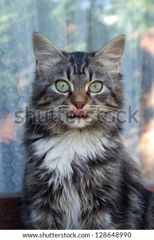 Similar – Cat sitting in a cat bed on a couch