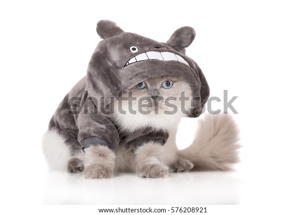 fluffy cat hoodie