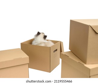 Fluffy Cat In A Box On A White Isolated Background With Space For Text. Gray Cat Breed Scottish Straight. A Pet Inside A Box Among Other Cardboard Boxes Looks Up. The Concept Of Home And Relocation.