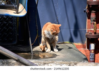 Fluffy Cat Cats Seoul Korea Stock Photo 2149612205 | Shutterstock