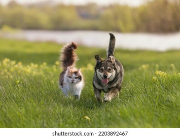 a fluffy cat   cheerful dog walk through sunny spring meadow