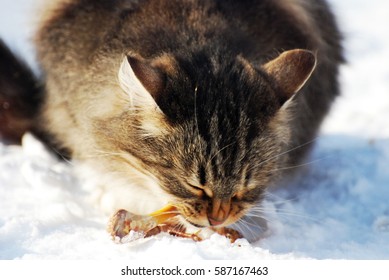 Fluffy Cat Eating Chicken Bones In The Snow