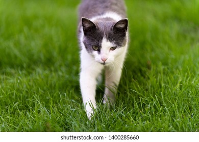 Pets Enjoying The Sun Images Stock Photos Vectors Shutterstock