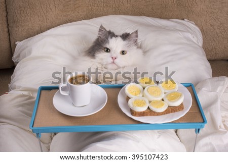 fluffy cat got breakfast in bed