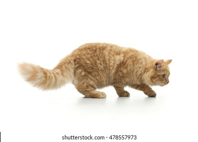 Fluffy cat isolated on white background - Powered by Shutterstock