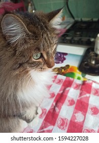 fluffy cat in the kitchen