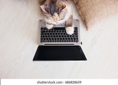 Fluffy Cat Lays On Wooden Floor With Laptop In Front Of It. Charming Family Pets Study New Technology Of Its Owners, View From Above